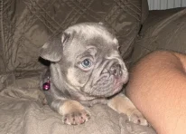 Puppy 2