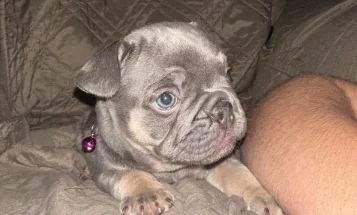 French Bulldog