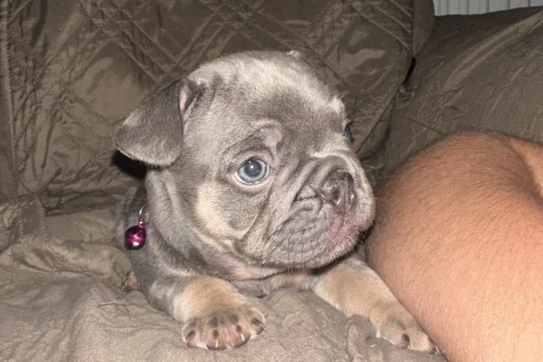 French Bulldog