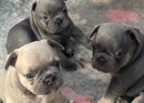 Puppy 1