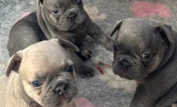 French Bulldog
