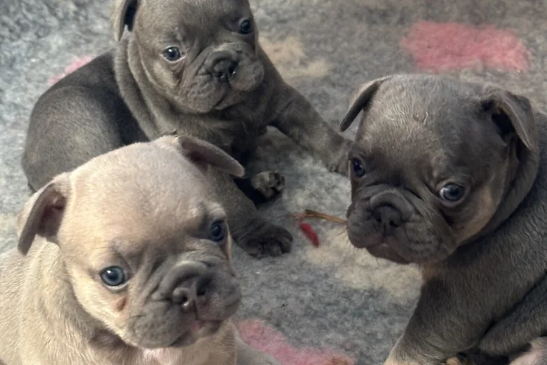 French Bulldog