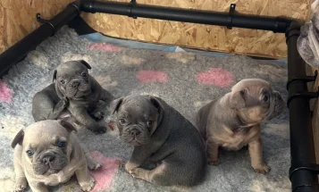French Bulldog