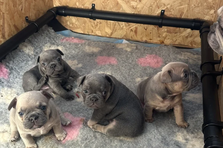 French Bulldog