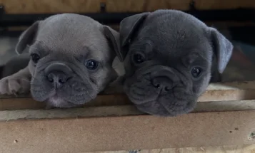 French Bulldog