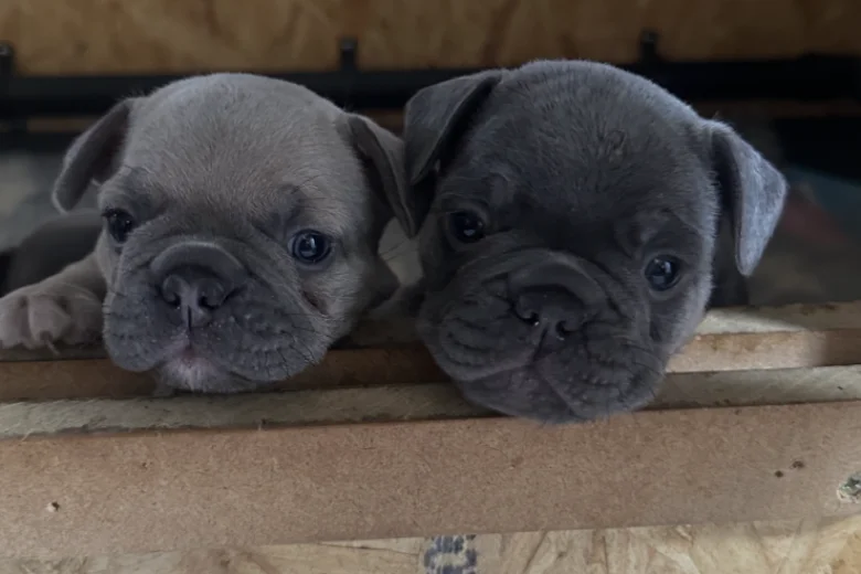 French Bulldog