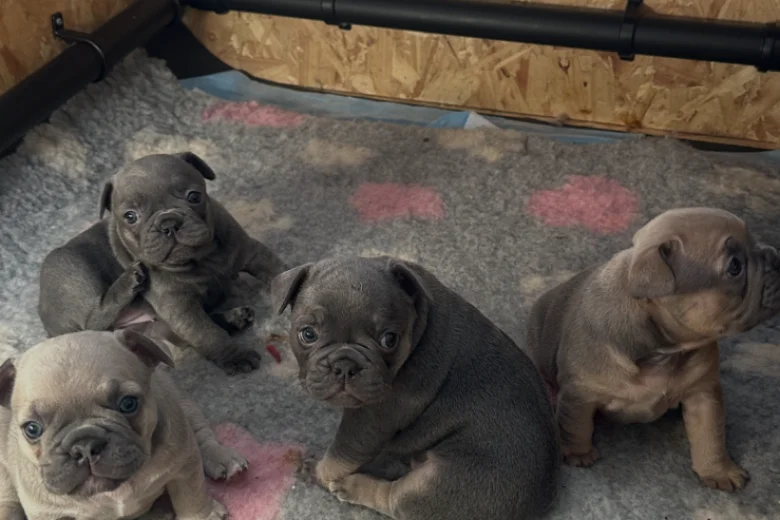 French Bulldog