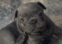 Puppy 3
