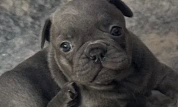 French Bulldog
