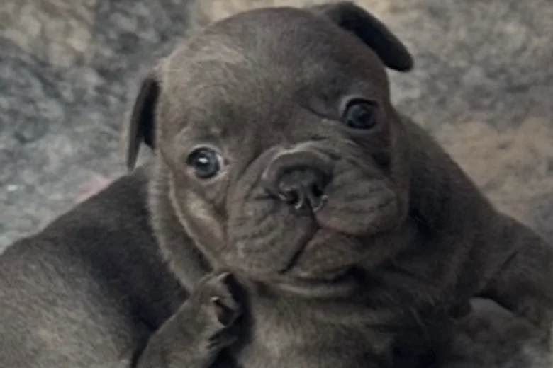 French Bulldog
