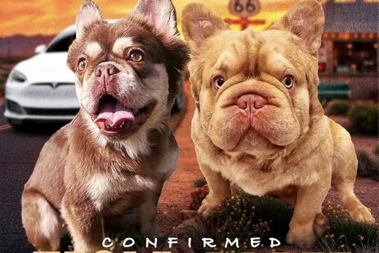 French Bulldog