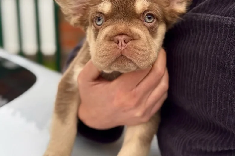 French Bulldog