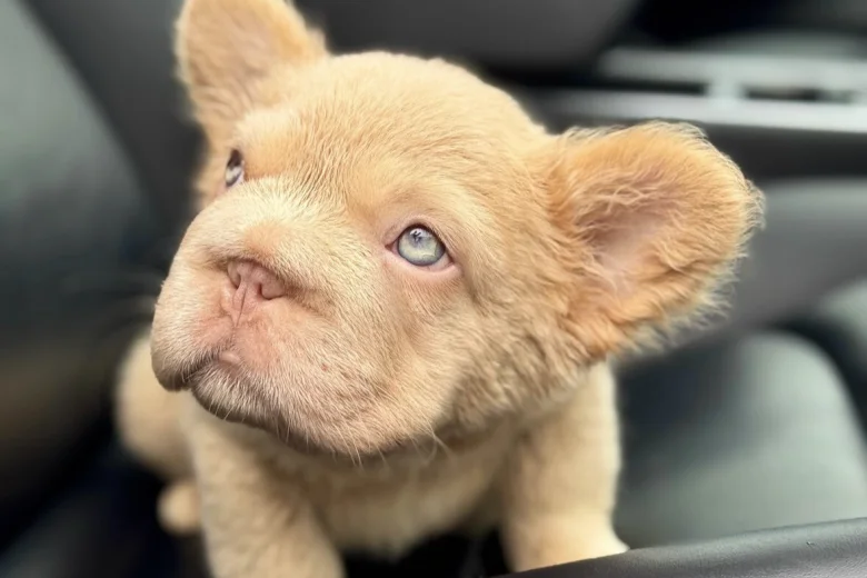 French Bulldog