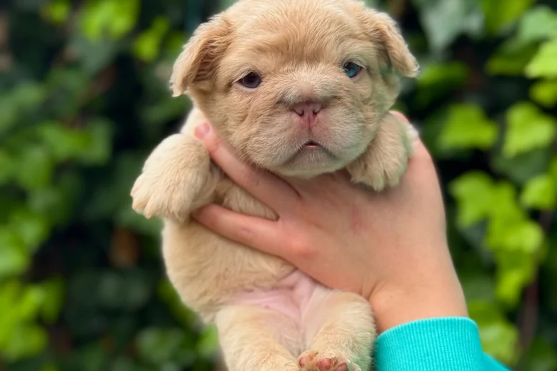 French Bulldog
