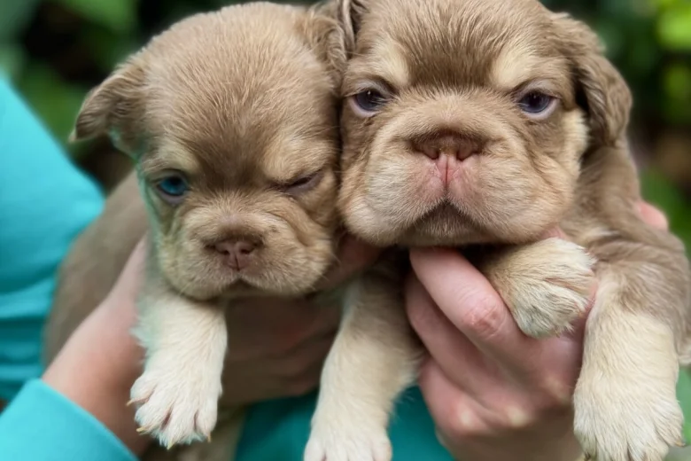 French Bulldog