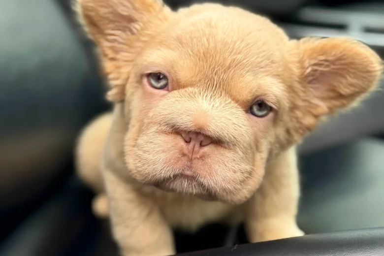 French Bulldog