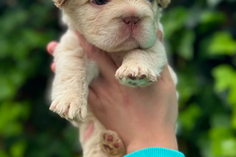French Bulldog