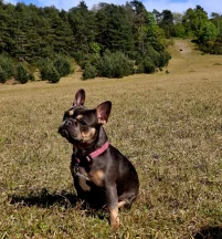 Dora