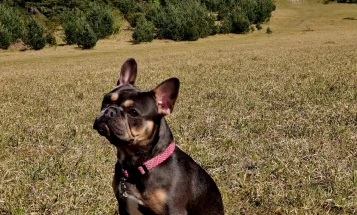 French Bulldog
