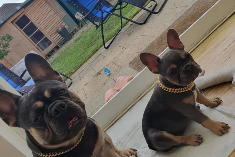 French Bulldog