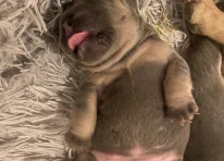 Puppy 3