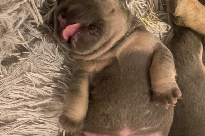 French Bulldog