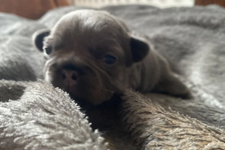 French Bulldog