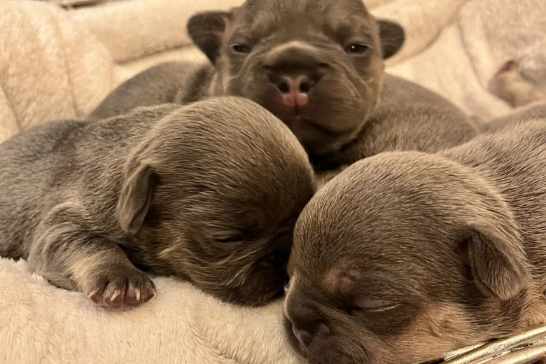 French Bulldog