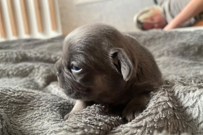 French Bulldog