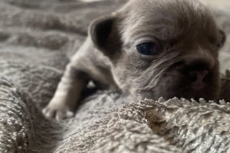 French Bulldog