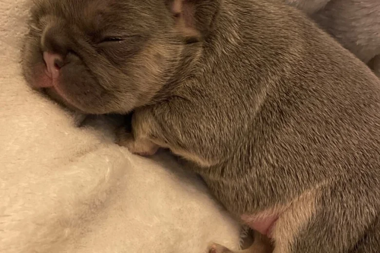 French Bulldog