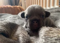 Puppy 2