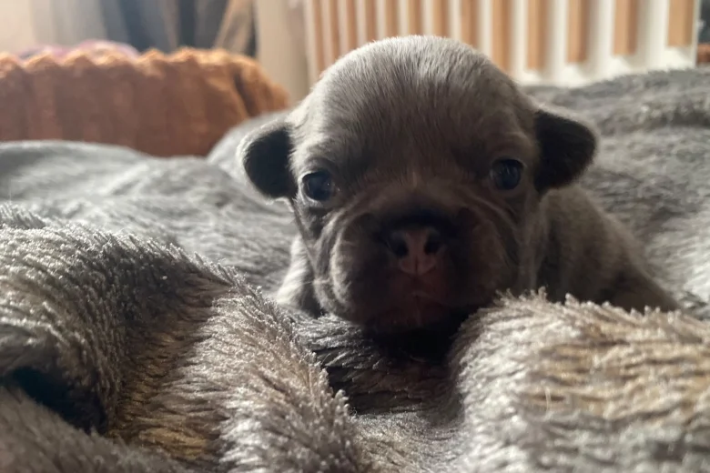 French Bulldog