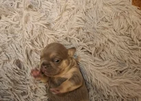 Puppy 1