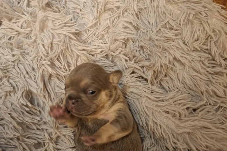 French Bulldog
