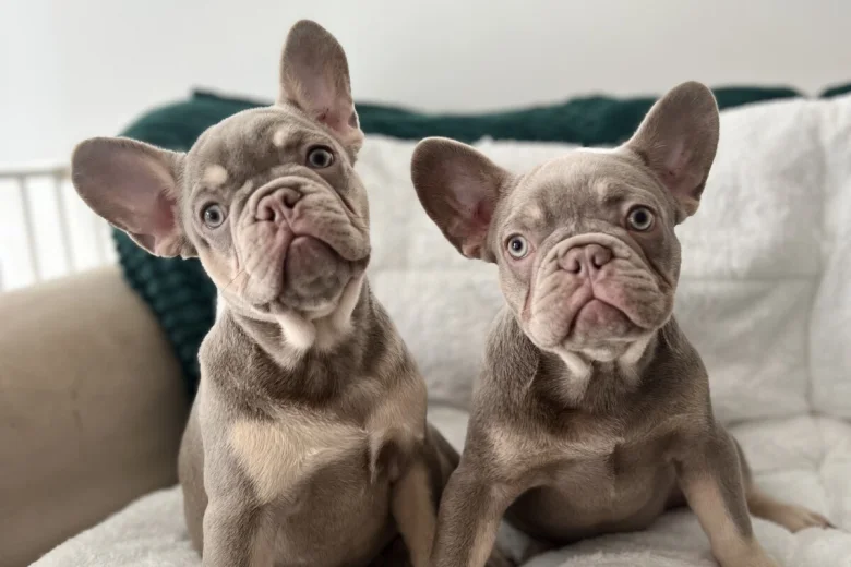 French Bulldog