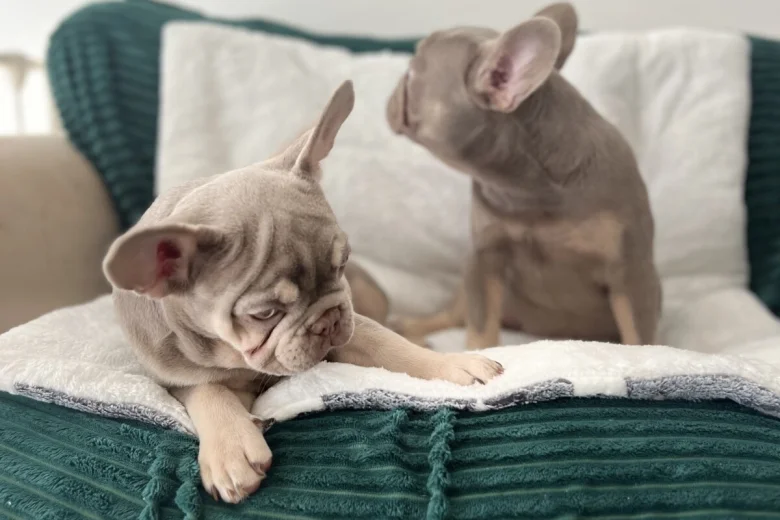 French Bulldog