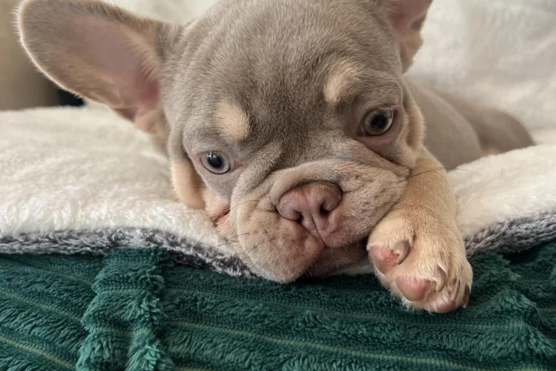 French Bulldog