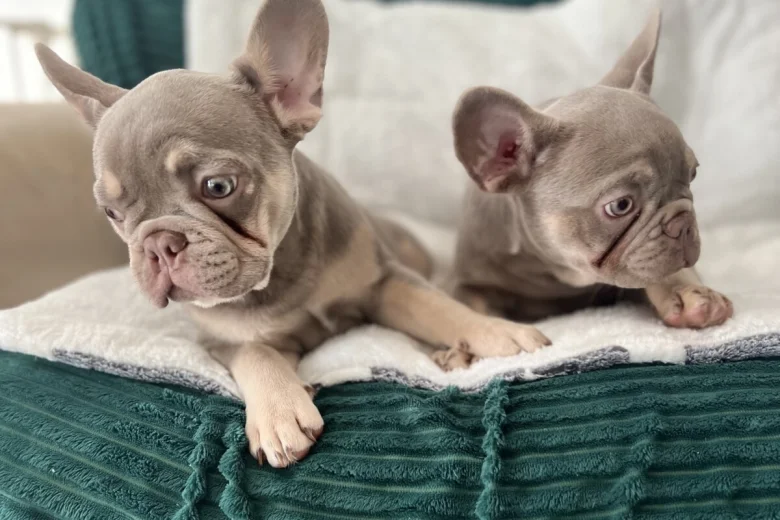 French Bulldog