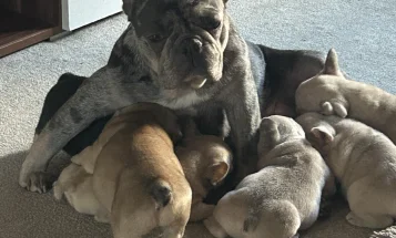 French Bulldog