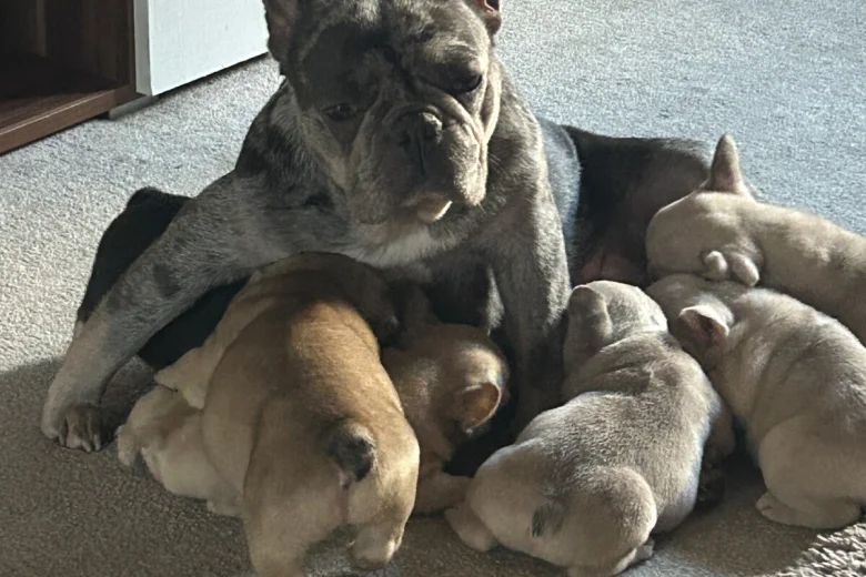 French Bulldog