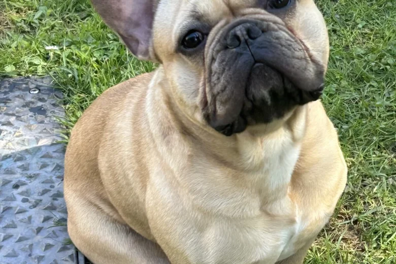 French Bulldog
