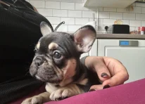 Puppy 3