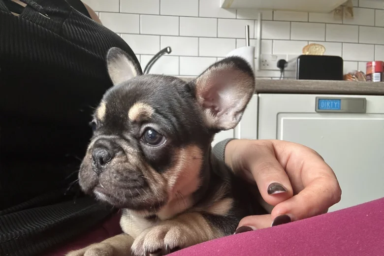 French Bulldog
