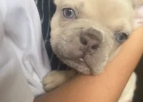 Puppy 4