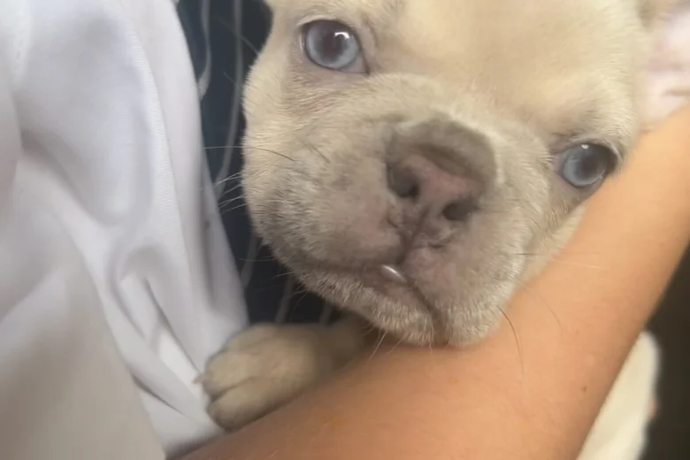 French Bulldog