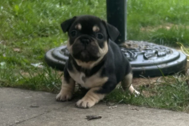 French Bulldog