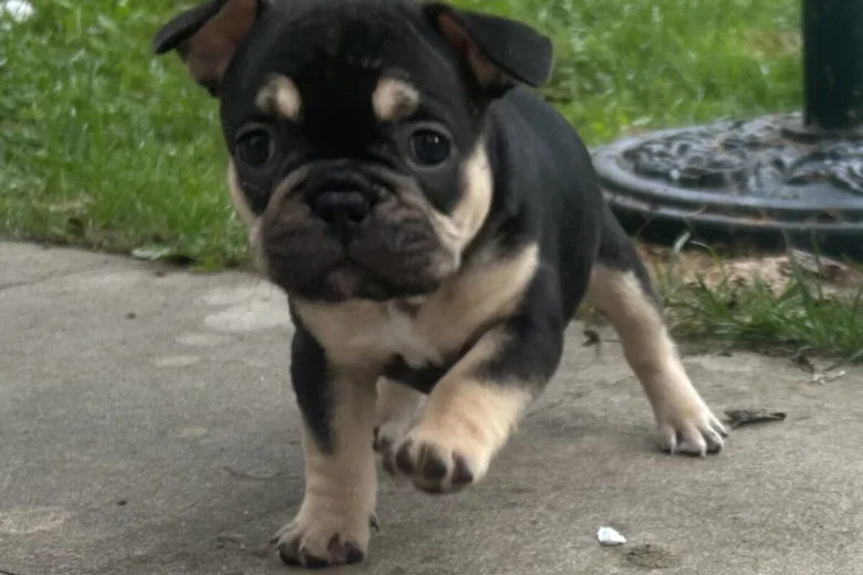 French Bulldog