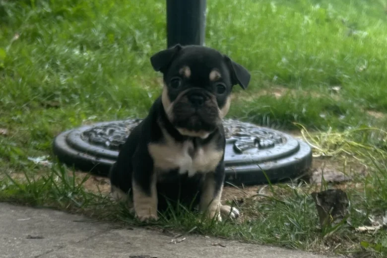 French Bulldog