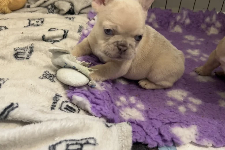 French Bulldog
